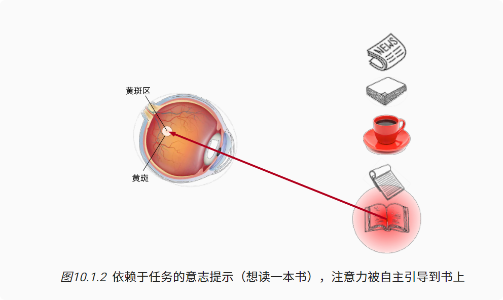 深度学习-李沐-第十节-注意力提示 配图 2