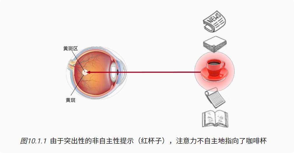 深度学习-李沐-第十节-注意力提示 配图 1